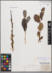 Salix bicolor Ehrh. ex Willd.